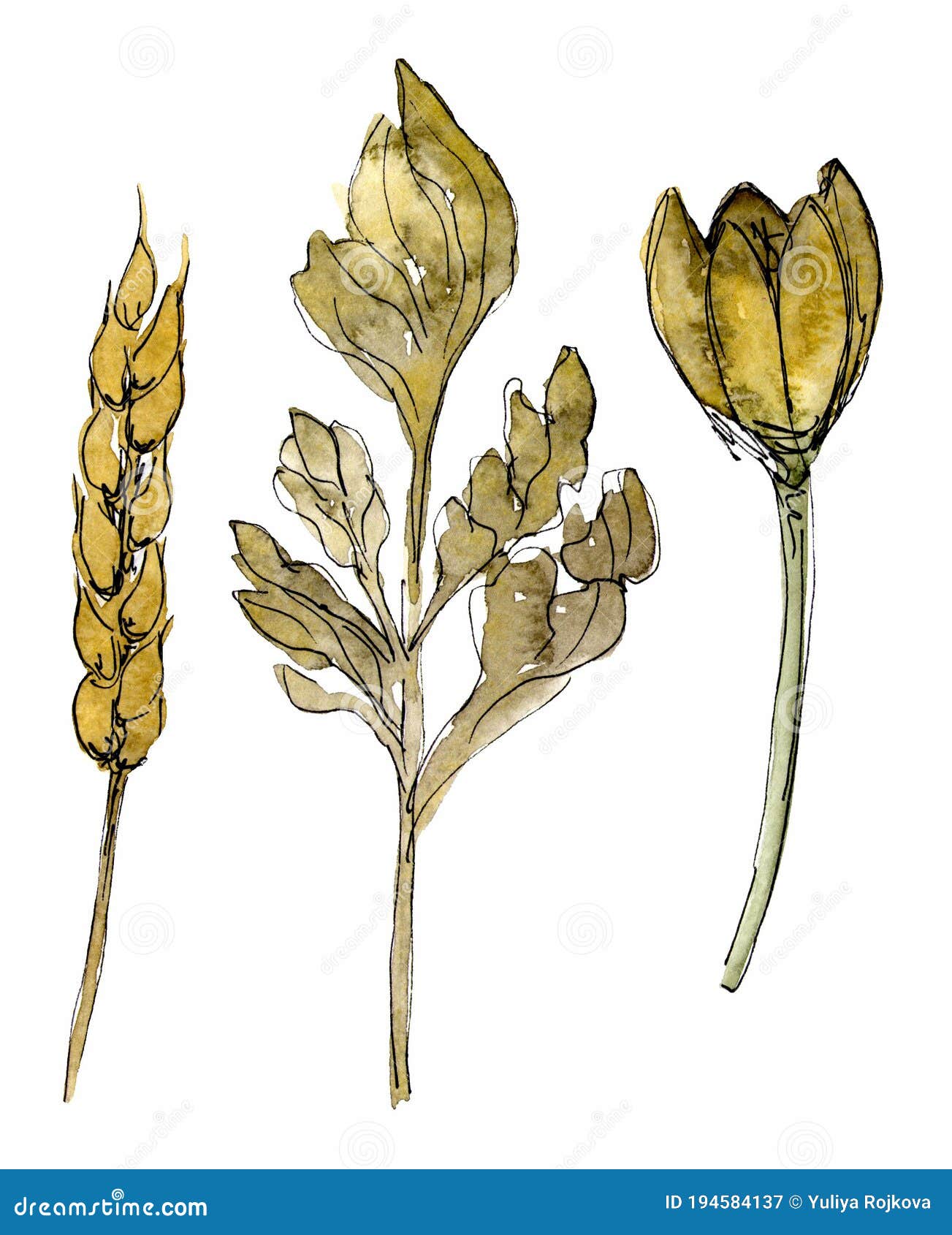 Dried Hydrangea Poster - Dried beige flowers 