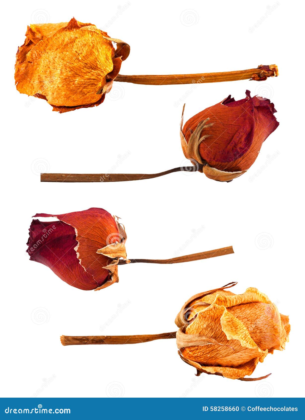 Set of dried roses stock photo. Image of white, wilted 58258660