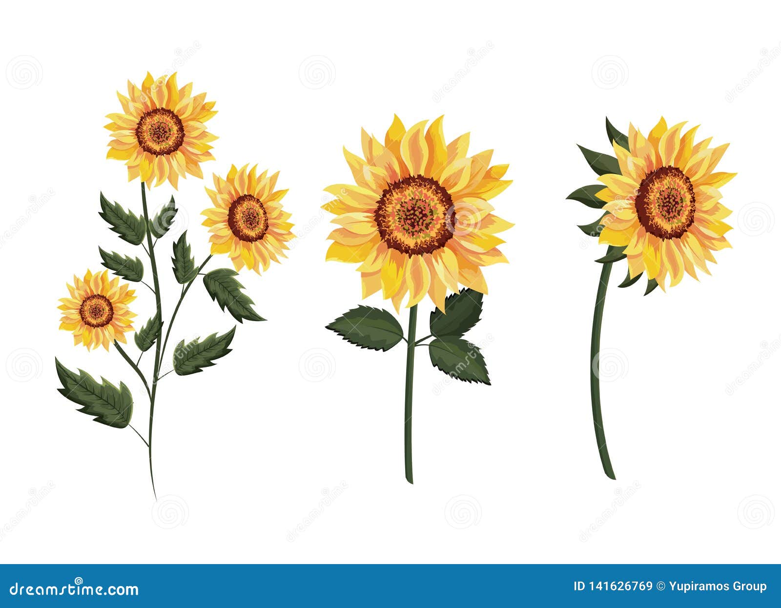 Set Exotic Sunflowers Plants with Leaves Stock Vector - Illustration of ...
