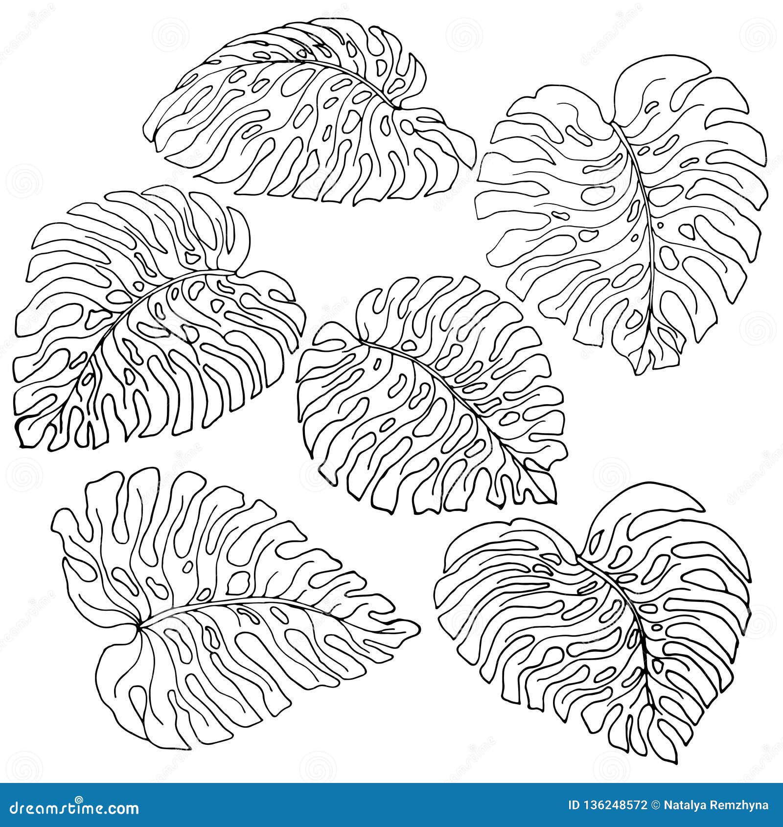 A Set Of Exotic, White Monstera Leaves With A Black Outlines, Isolated