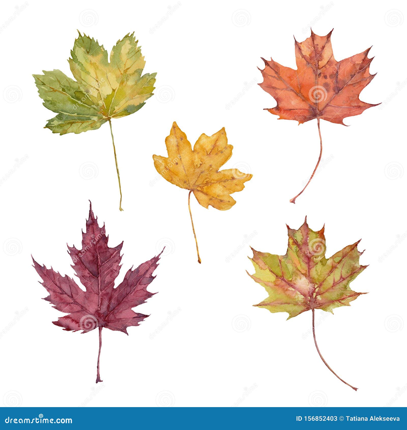 Sugar Maple Leaf Drawing Stock Illustrations 59 Sugar Maple Leaf Drawing Stock Illustrations Vectors Clipart Dreamstime