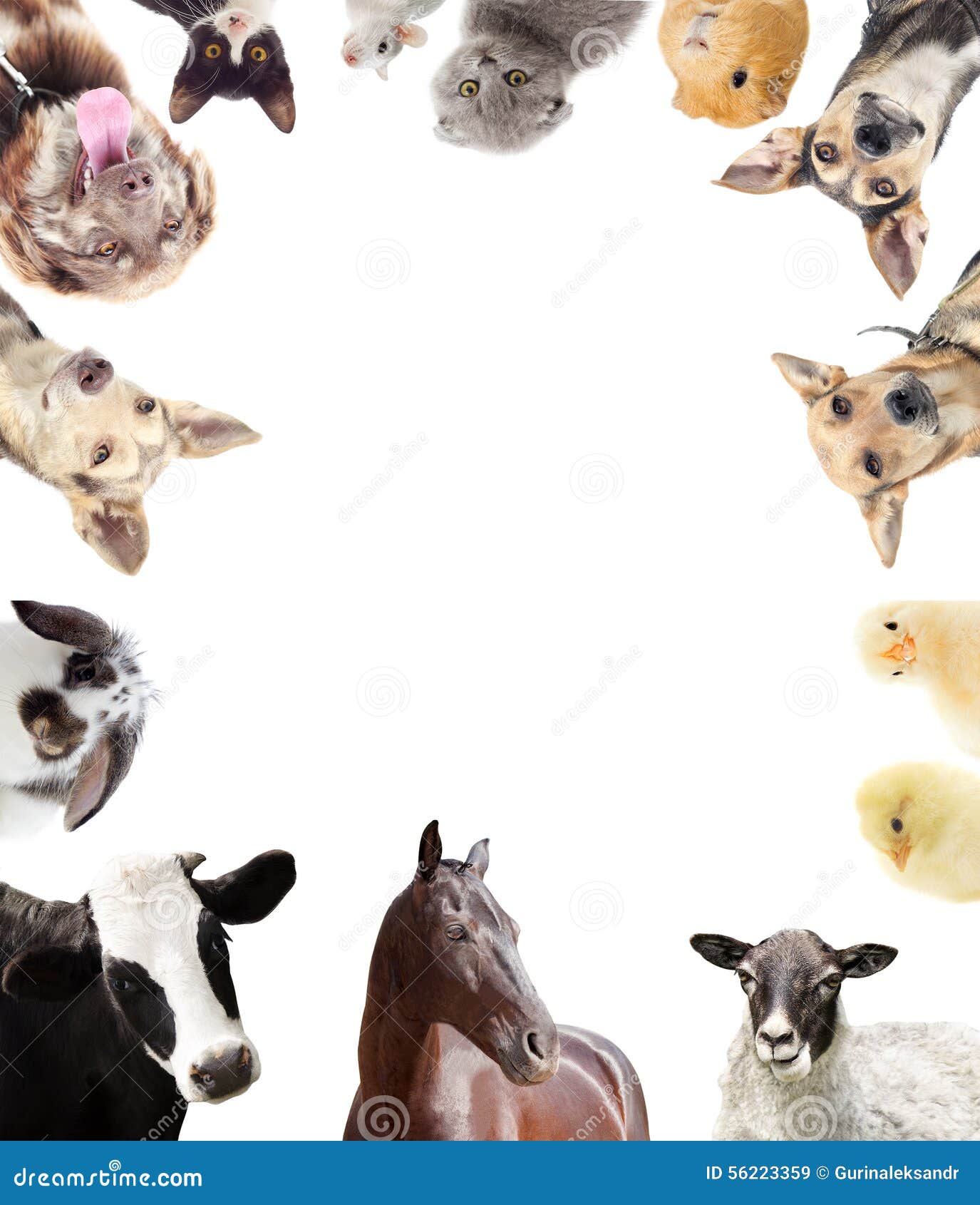 Set of farm animals stock image. Image of domestic, collection 56223359
