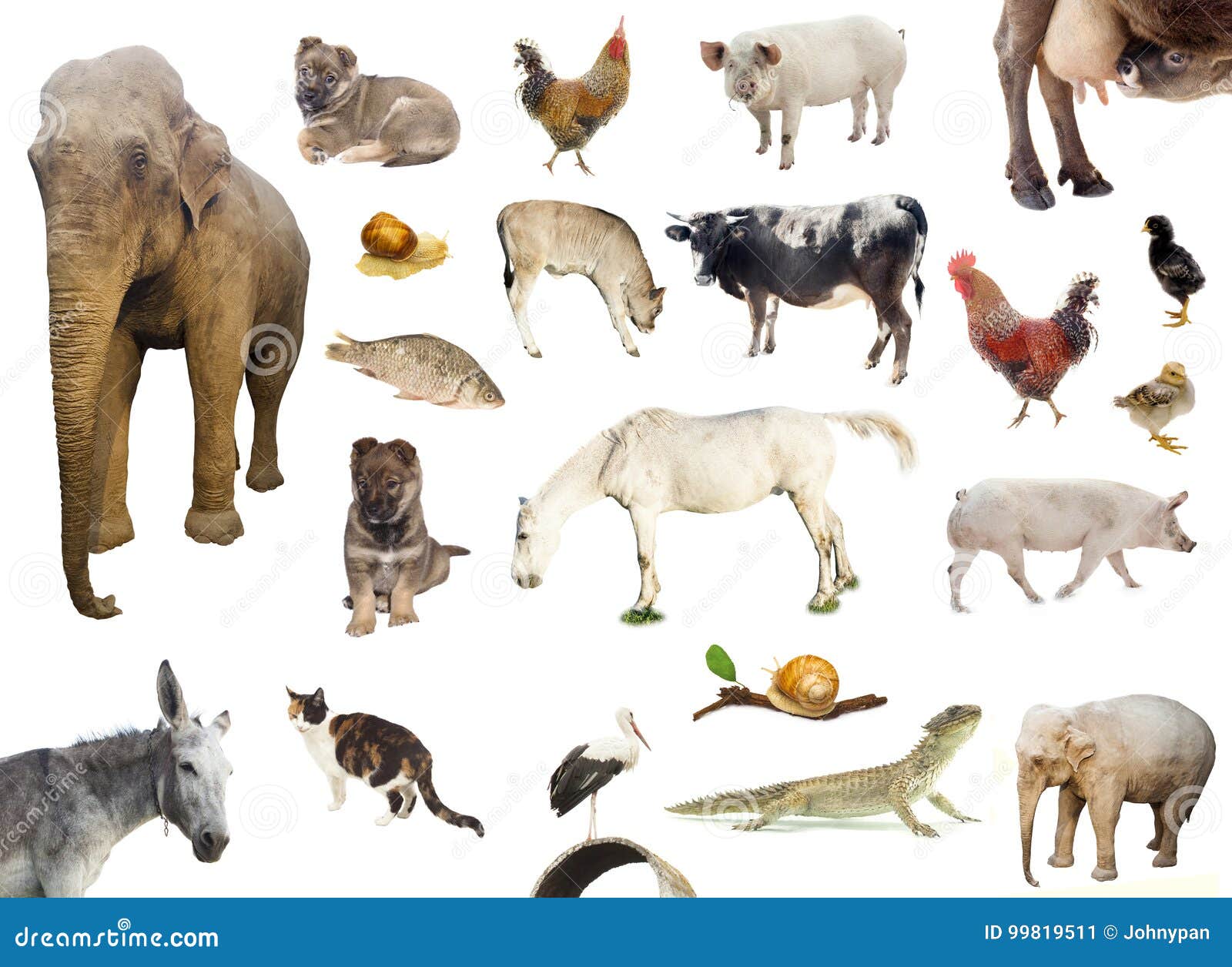 Set of Farm and Wild Animals Stock Image - Image of color, donkey: 99819511