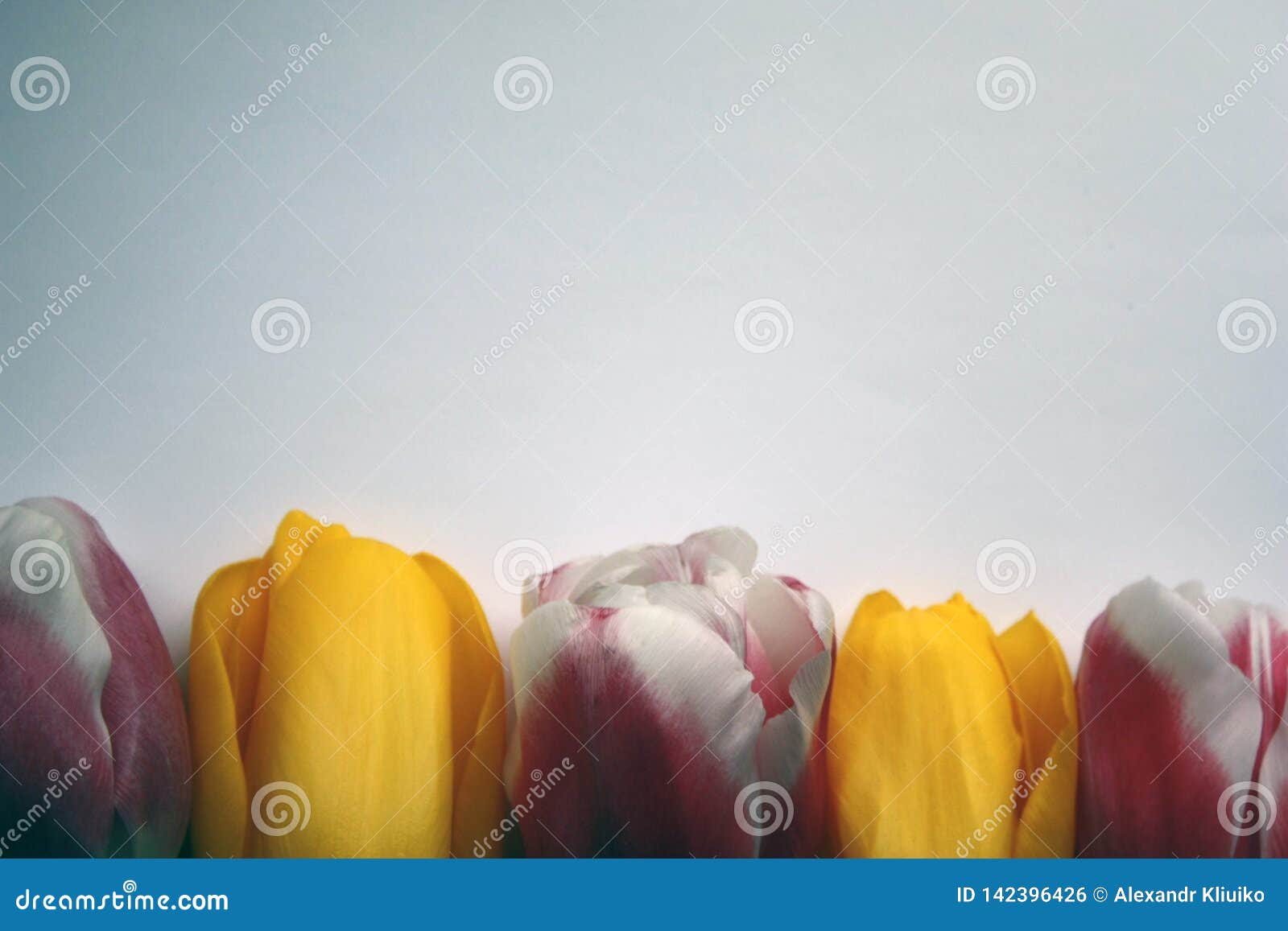 a set of five multicolored tulips on a white-gray background