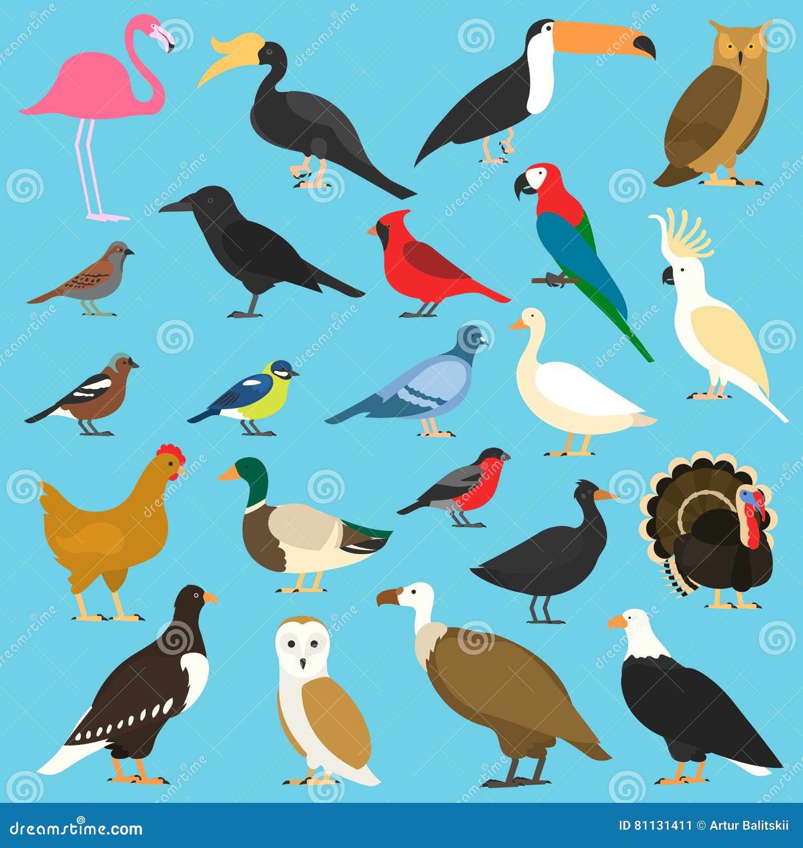 set of flat birds,  on background. different tropical and domestic birds, cartoon style simple birds for logos.