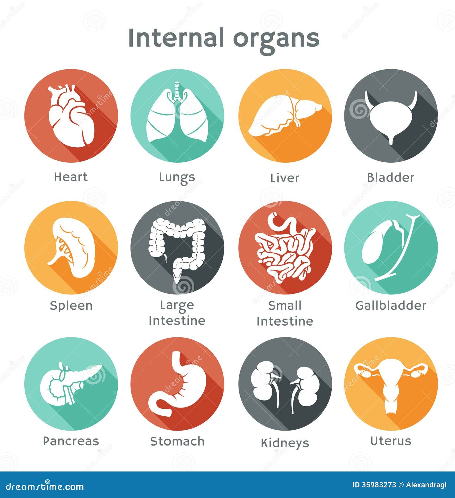 set of flat icons with human internal organs