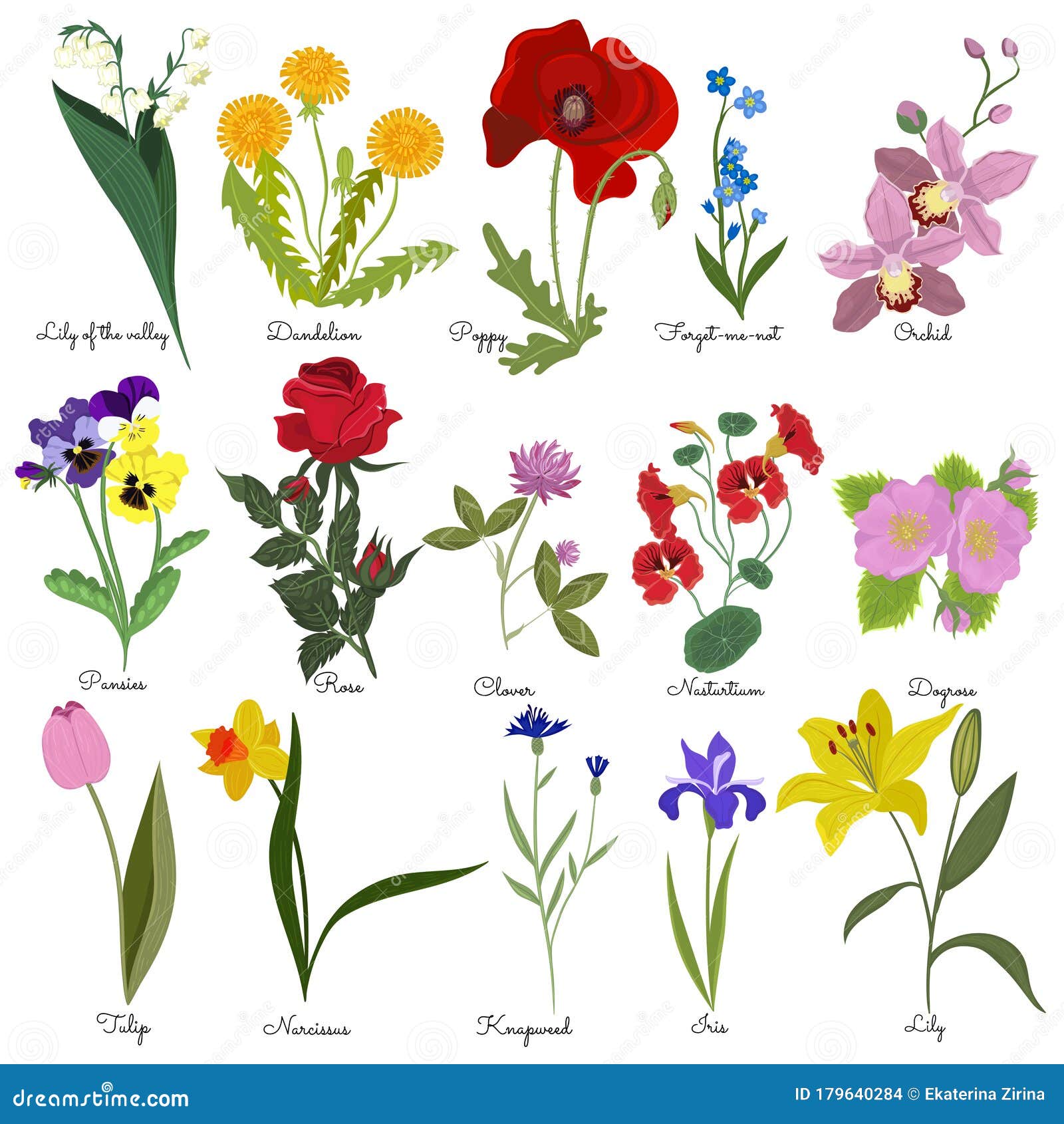 Flowers Names Stock Illustrations 378 Flowers Names Stock Illustrations Vectors Clipart Dreamstime