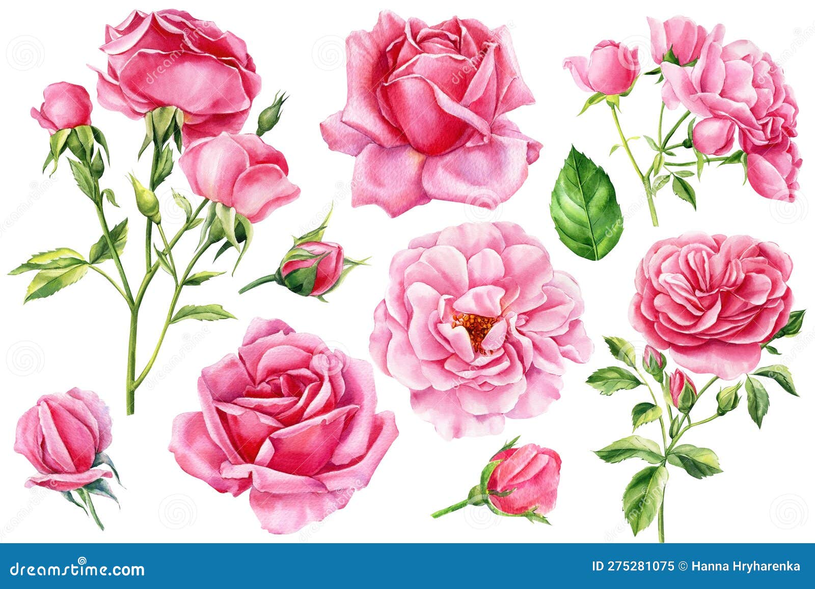 Set Flowers Pink Rose, Leaves and Bud. Beautiful Flora Isolated ...