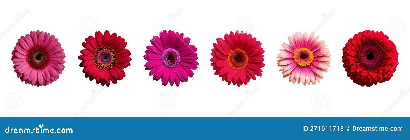 Set of Flowers of Red Flowers. Tropical Floral Elements Stock Vector ...