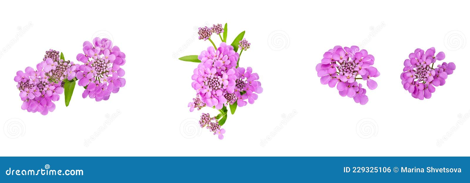 set of four  s for floral . purple beautiful flowers of iberia on a white background