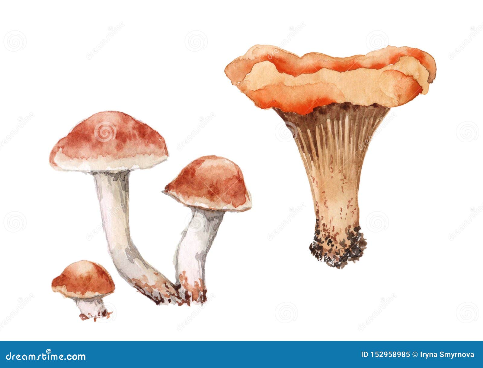 Set of Four Mushrooms. Three Armillaria and One Chanterelle Mushroom ...