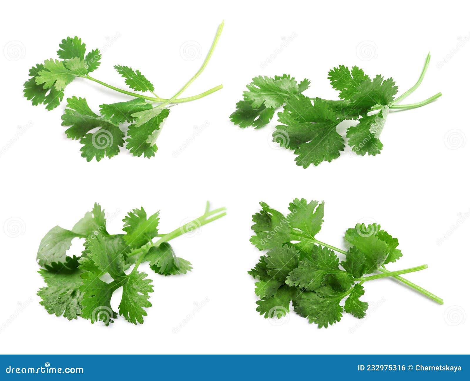 Set with Fresh Coriander Leaves on White Background Stock Photo Image