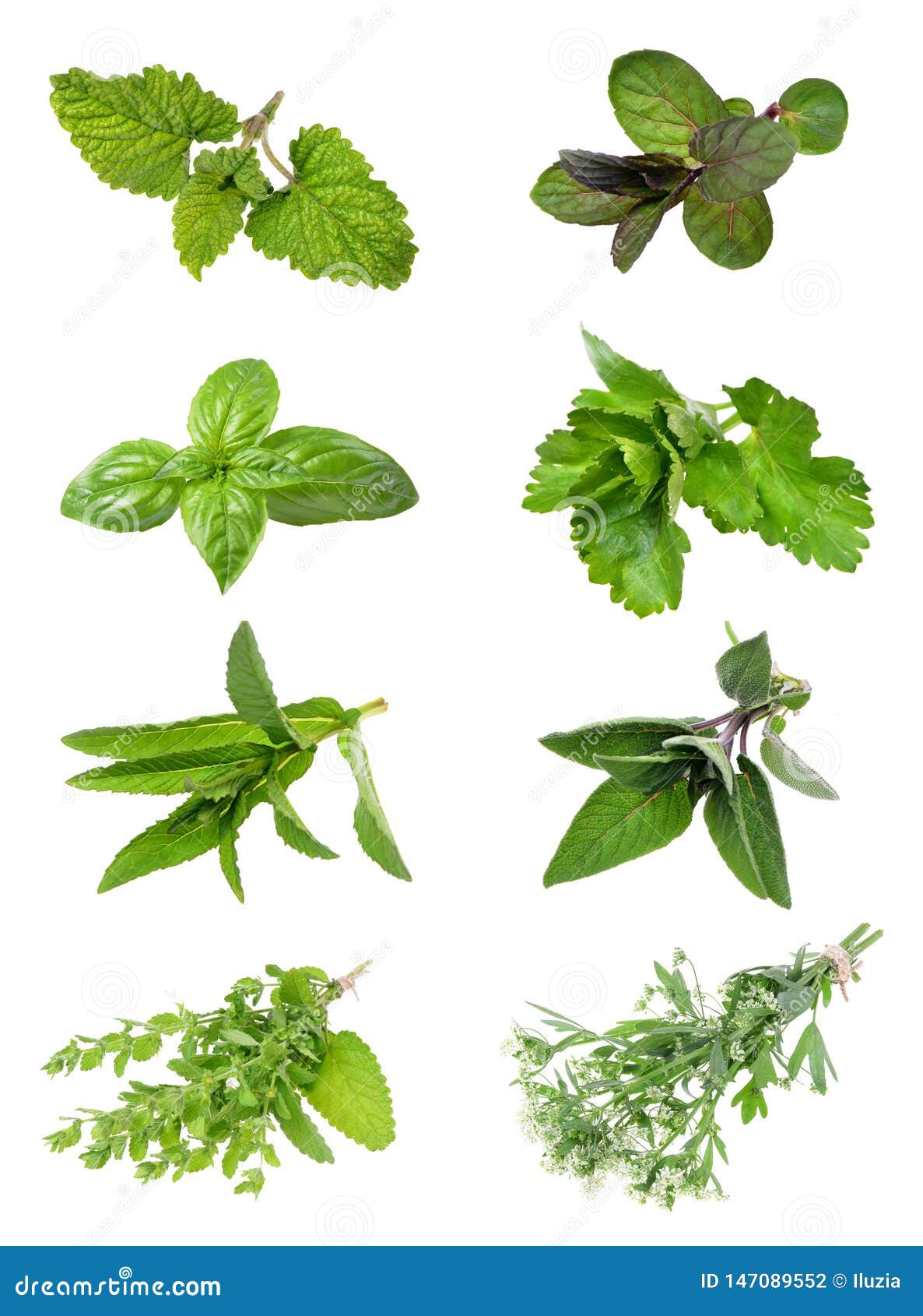 Set Of Fresh Herbs On An Isolated White Stock Photo Image of macro