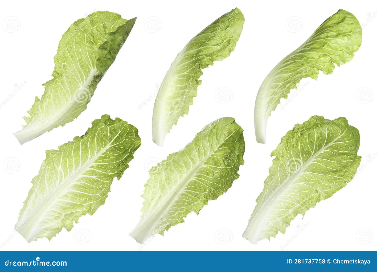 Set of Fresh Romaine Lettuce Leaves on White Background, Different
