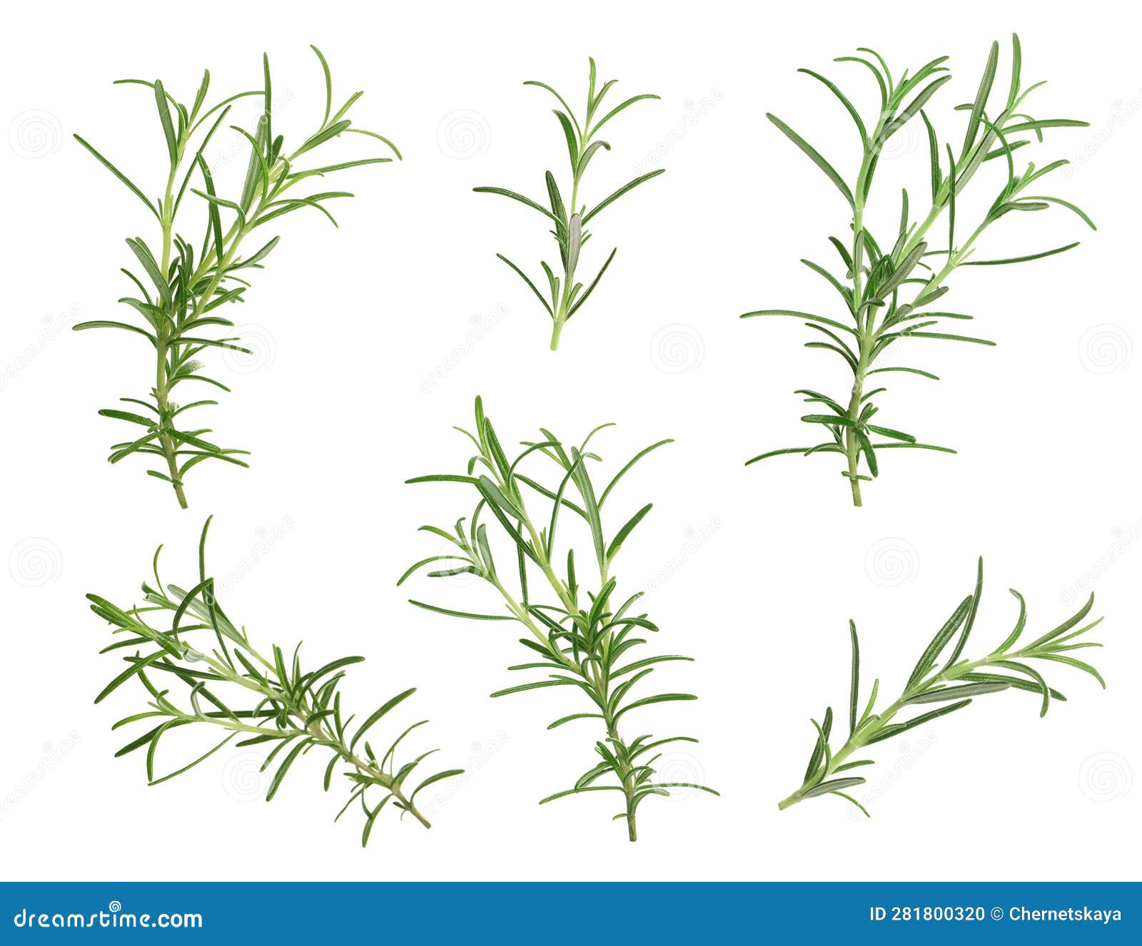 Set with Fresh Rosemary Isolated on White Stock Photo Image of
