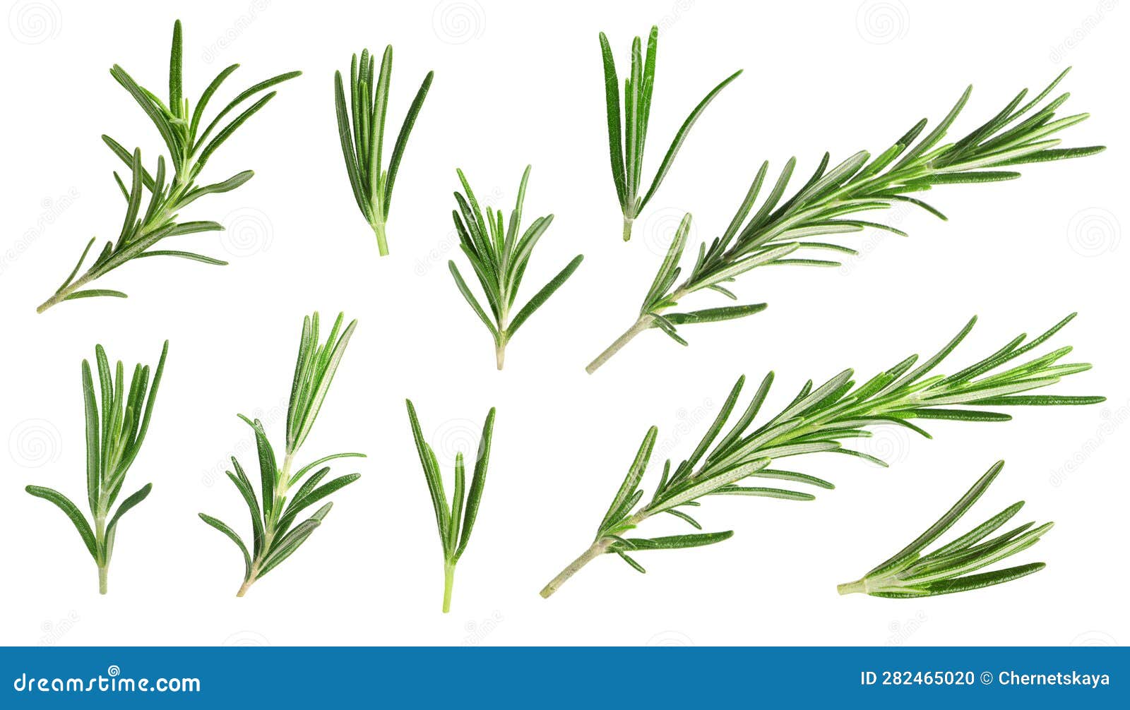 Set with Fresh Rosemary Isolated on White Stock Photo Image of