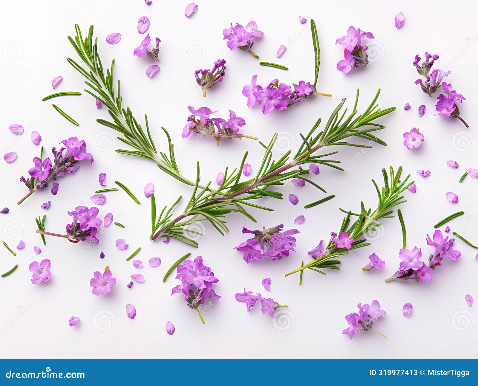 Set with Fresh Rosemary Isolated on White Photography of ROSEMARY