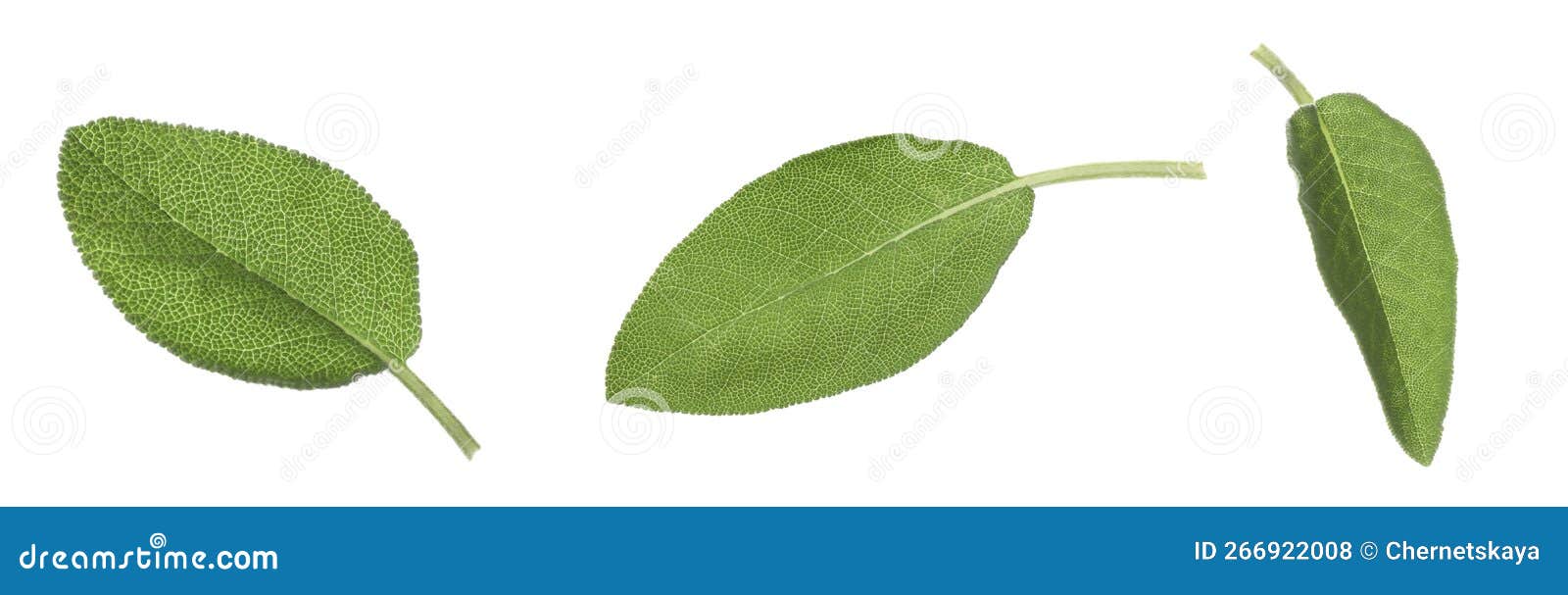 Set with Fresh Sage Leaves on White Background Stock Photo Image of