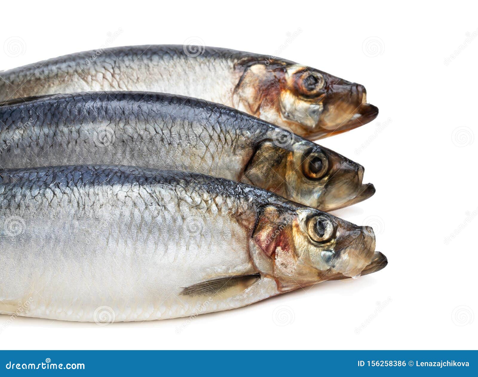 Set of Fresh Whole Herring Fish Isolated on White Stock Photo Image of white, salted 156258386