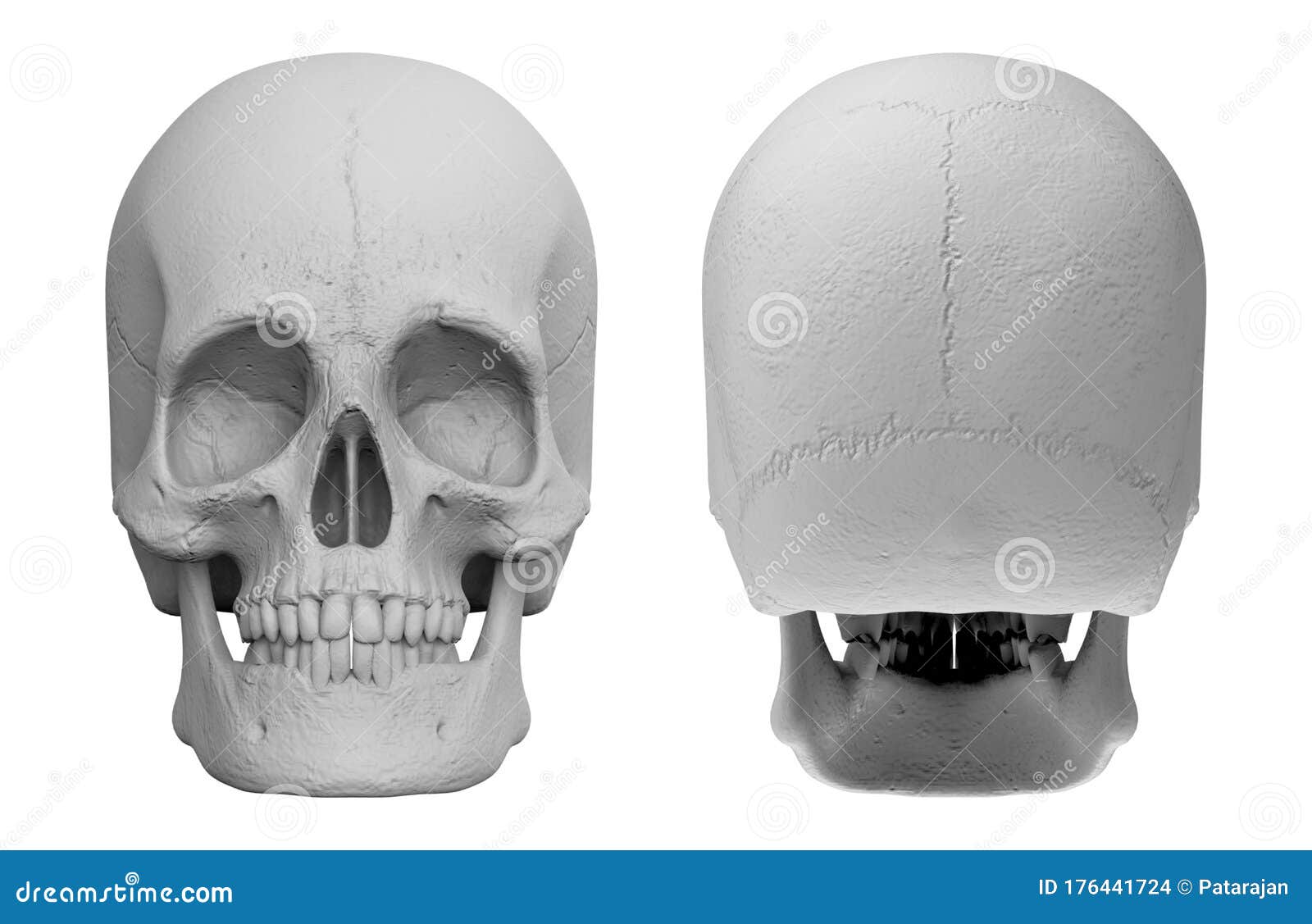 Side Back Human Skull Stock Illustrations 164 Side Back Human Skull Stock Illustrations Vectors Clipart Dreamstime