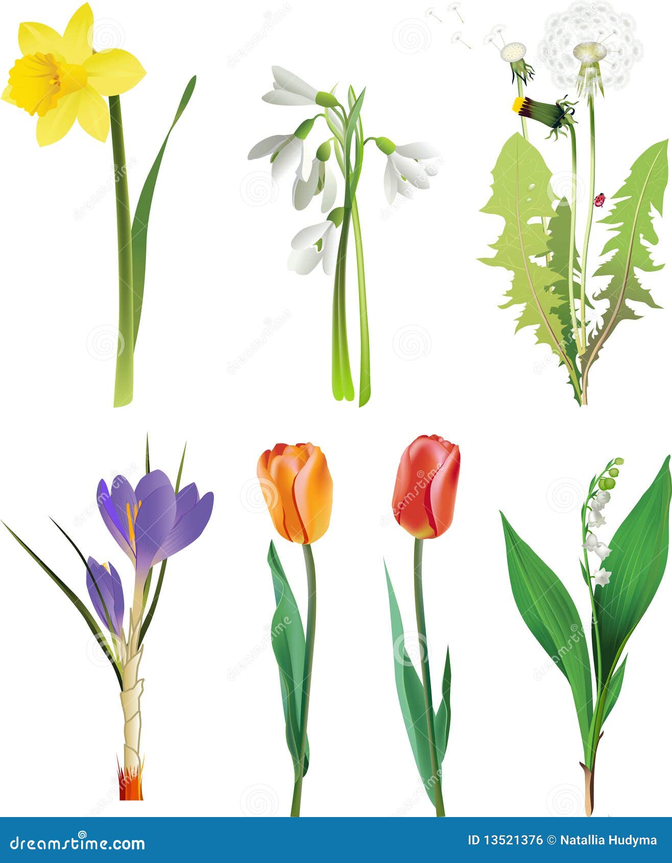 Set Frühlingsblumen. vektor abbildung. Illustration von freesie - 13521376