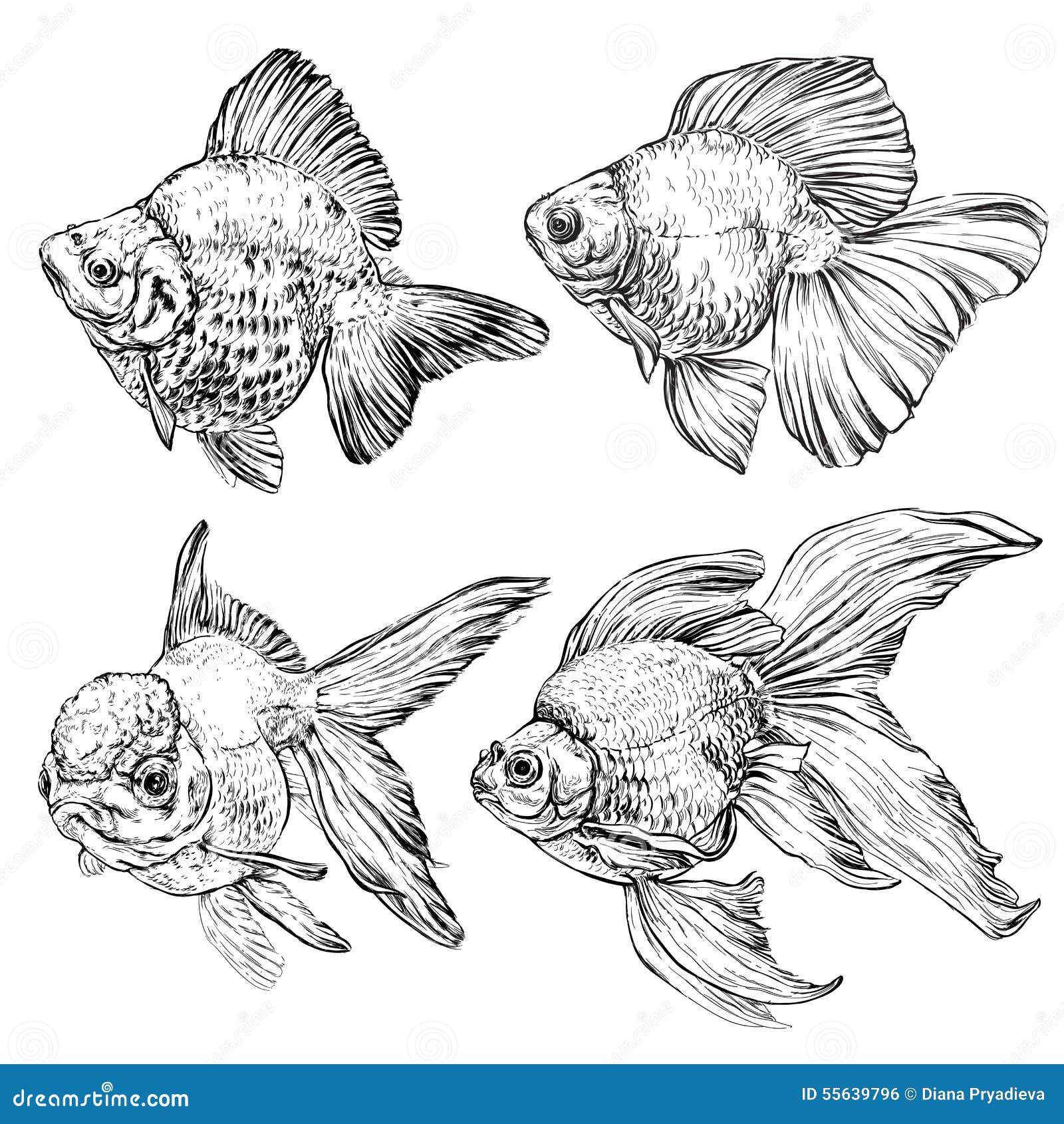 Original Pen & Ink fish drawing sketch of a goldfish on ivory