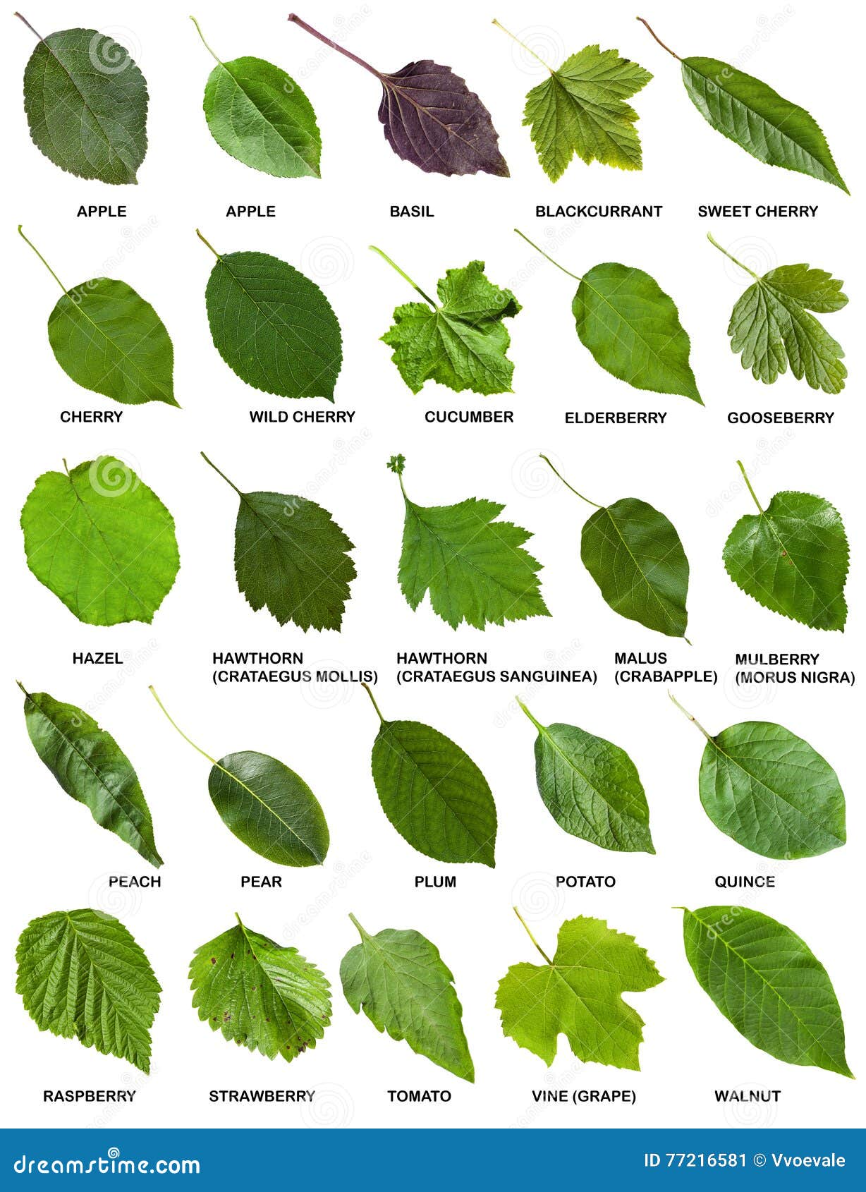 Set Of Green Leaves Of Trees And Shrubs With Names Stock ...