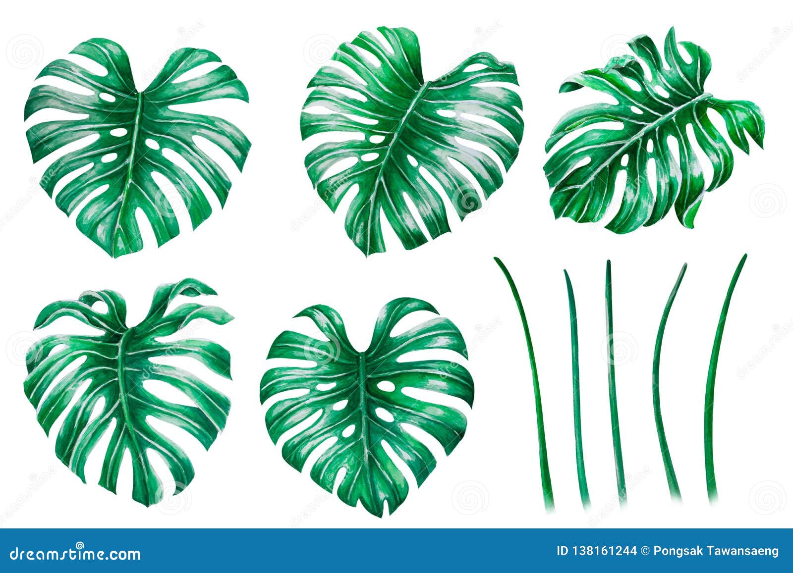 Set of Green Monstera Tropical Leaves Watercolor Illustration, Isolated ...