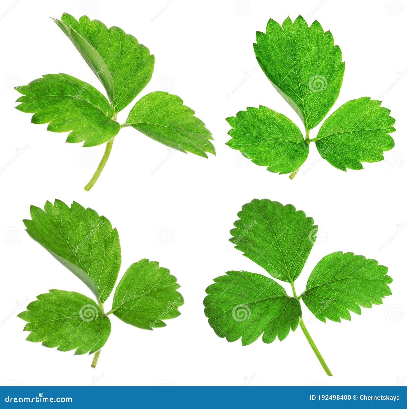 Set of Green Strawberry Leaves on Background Stock Photo Image of