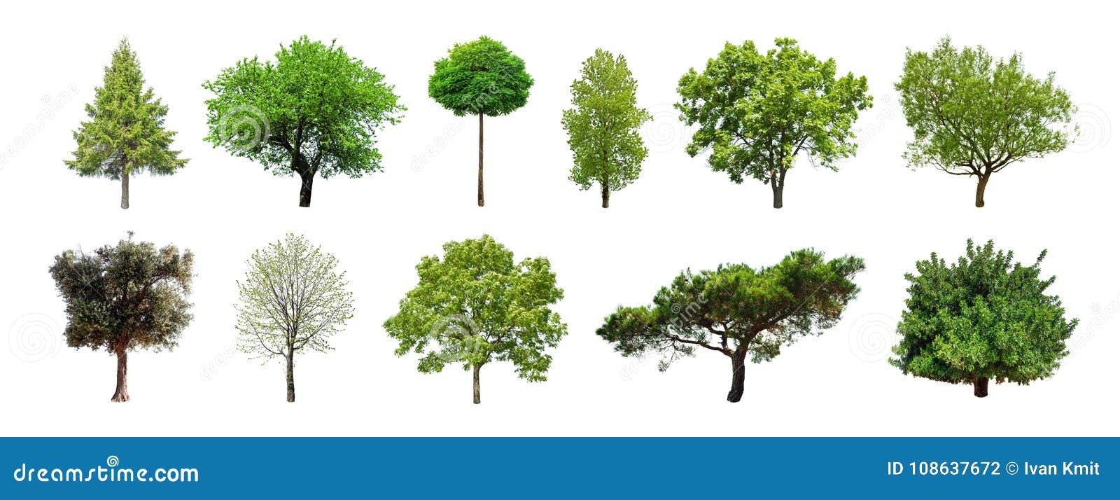 set of green trees  on white background