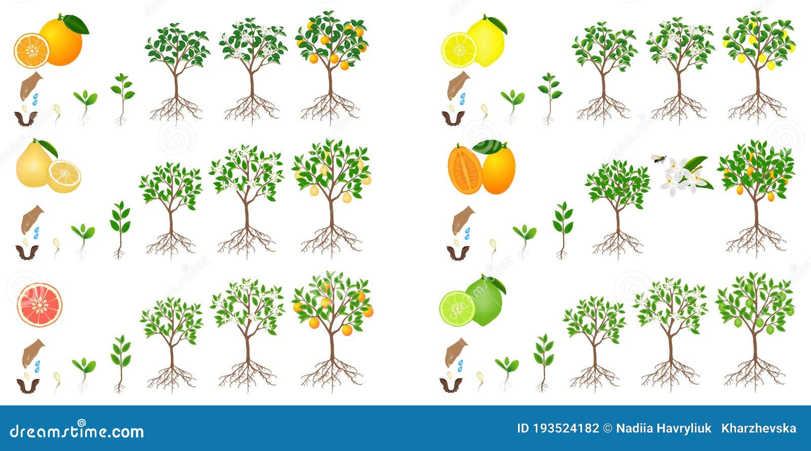 Set of Growth Cycles of Citrus Trees on a White Background. Stock Vector Illustration of