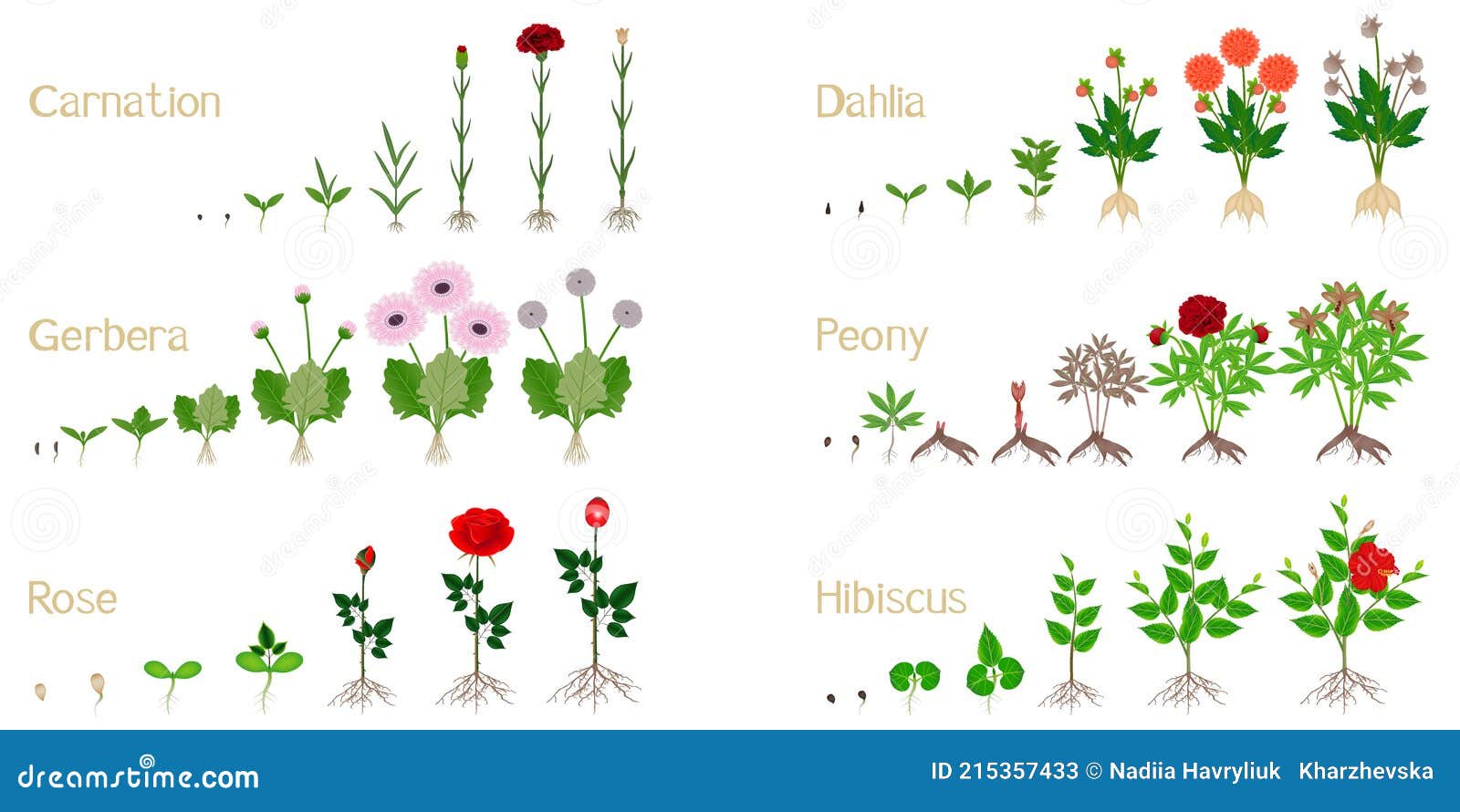 set of growth cycles of flowers on a white background.