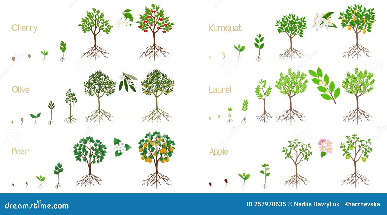 set of growth cycles of fruit trees with roots on a white background.