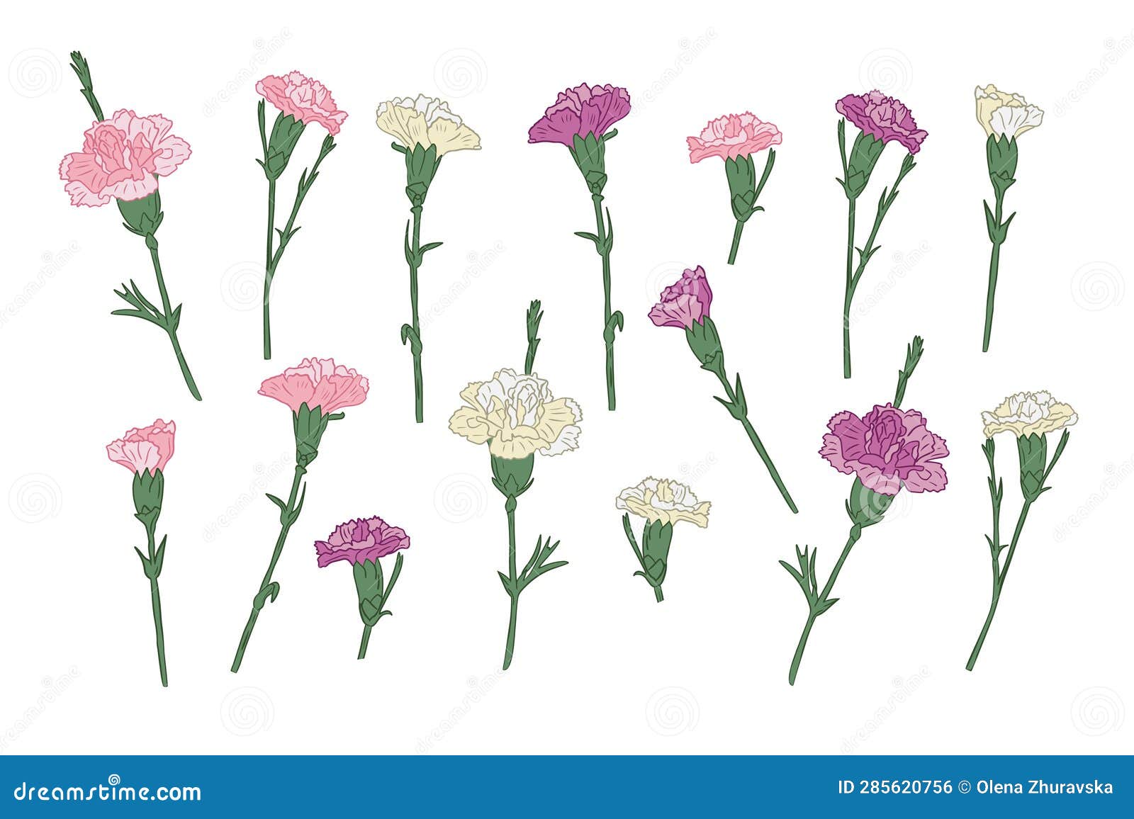 Set of Hand Drawn Carnation Different Colors Stock Illustration