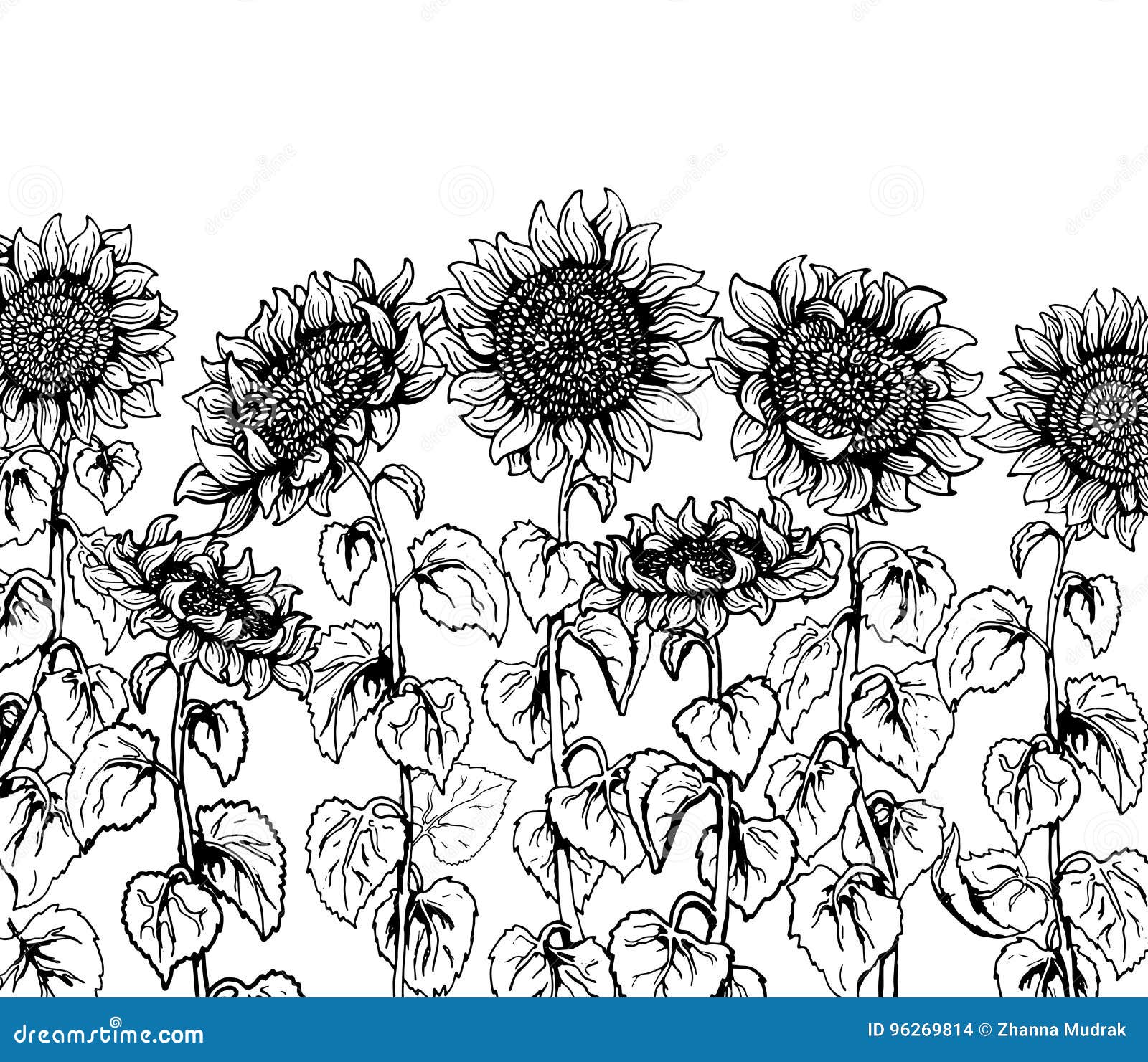 Set Of Hand Drawn Graphic Sunflower Vintage Sketch Line Stock