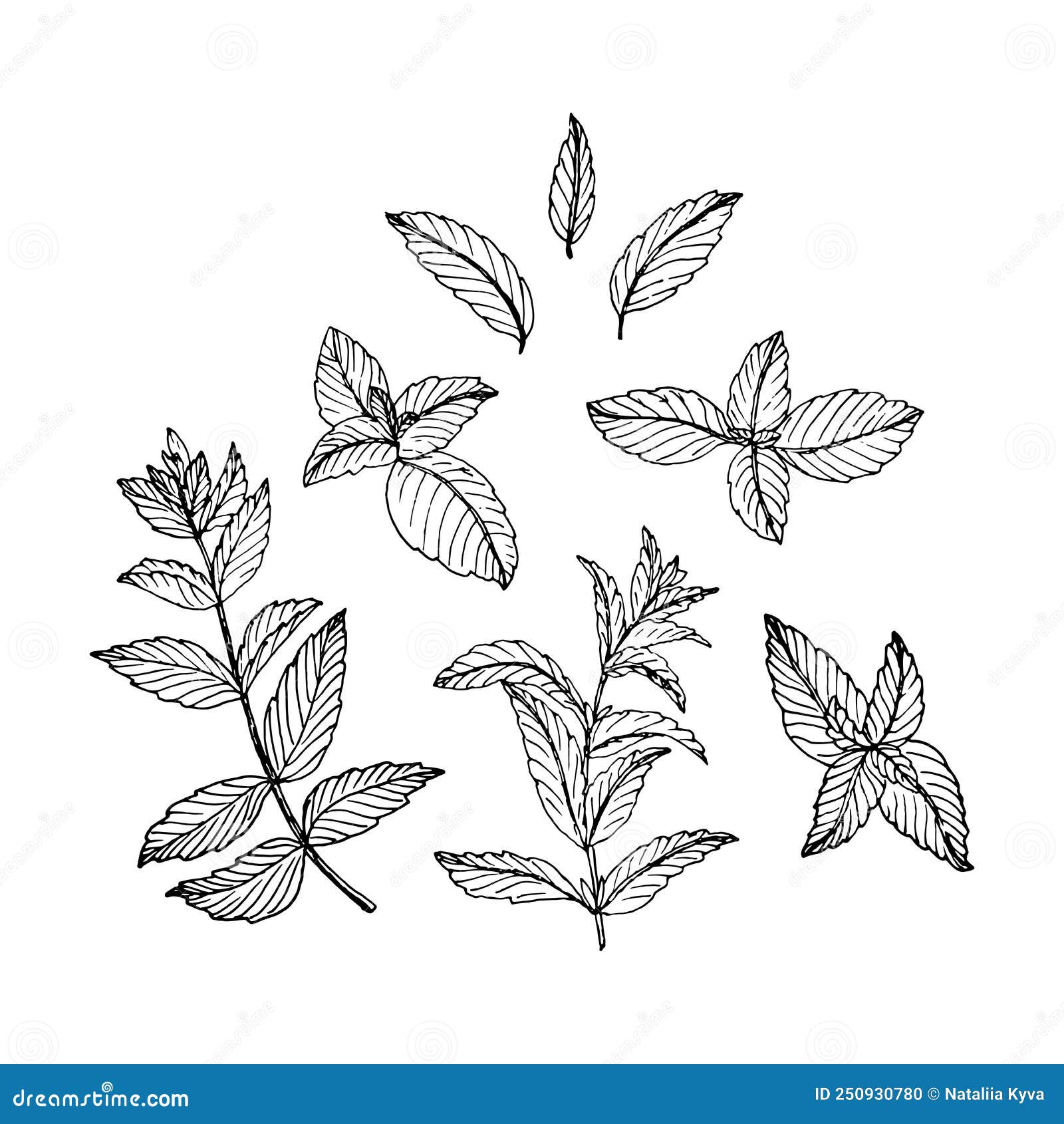 Sketch Style Illustration of Mint Stock Vector - Illustration of ...