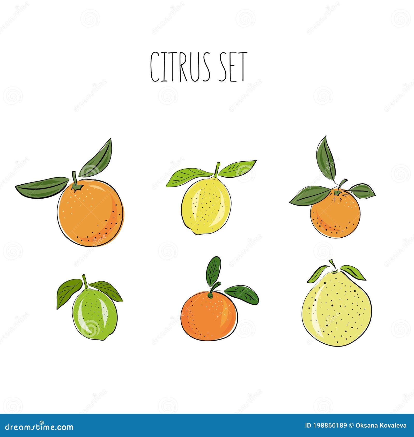set of hand drawn  citrus, lemon, orange, lime, pomelo, tangerine and grapefruit fruits on light background. sketch