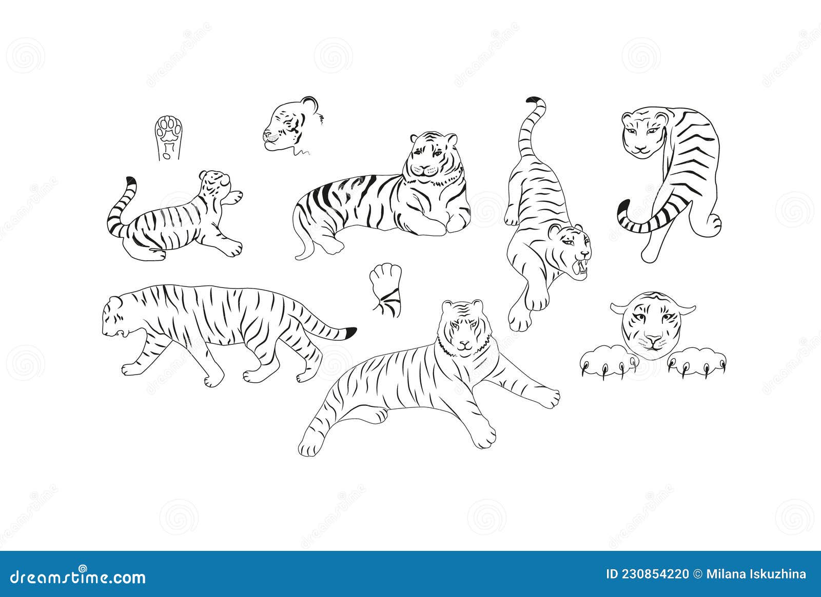 Set of Hand Drawn Tiger Vector Skech. Outline Illustration. Stock ...