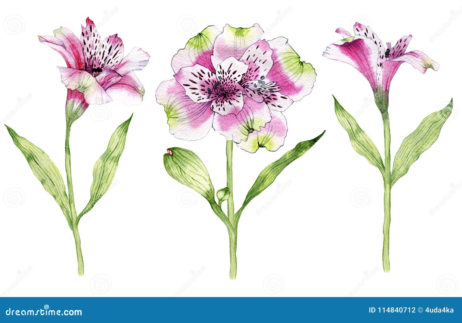 Set of Hand Drawn Watercolor Alstroemeria Flower Stock Illustration ...