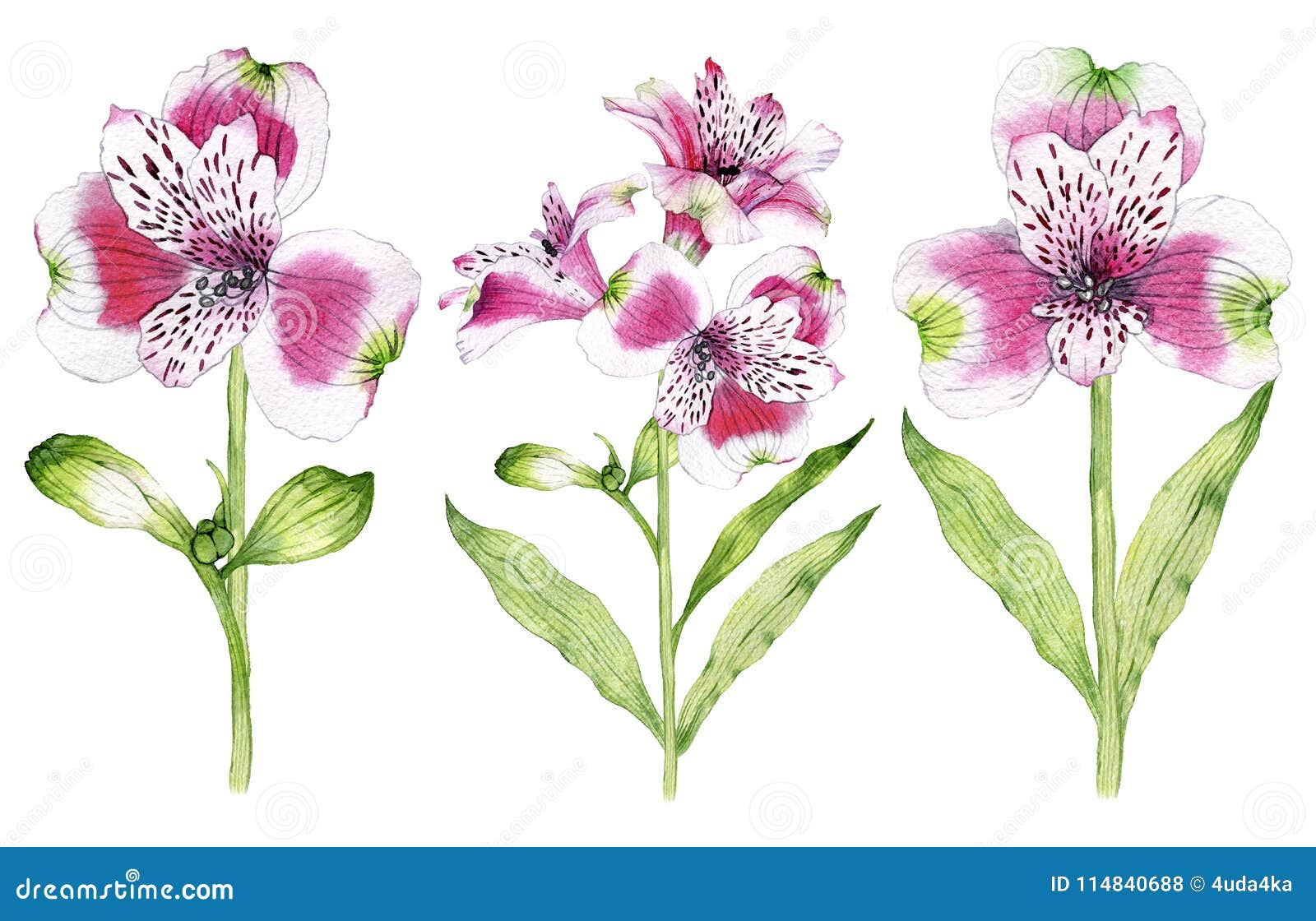 Set of Hand Drawn Watercolor Alstroemeria Flower Stock Illustration ...