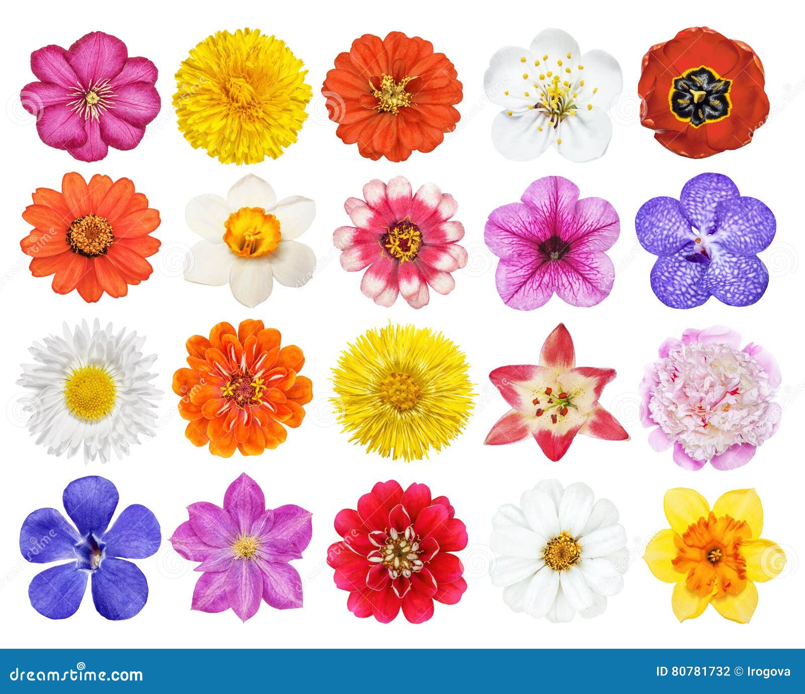 Set of Heads of the Flowers Isolated Stock Photo Image of botany