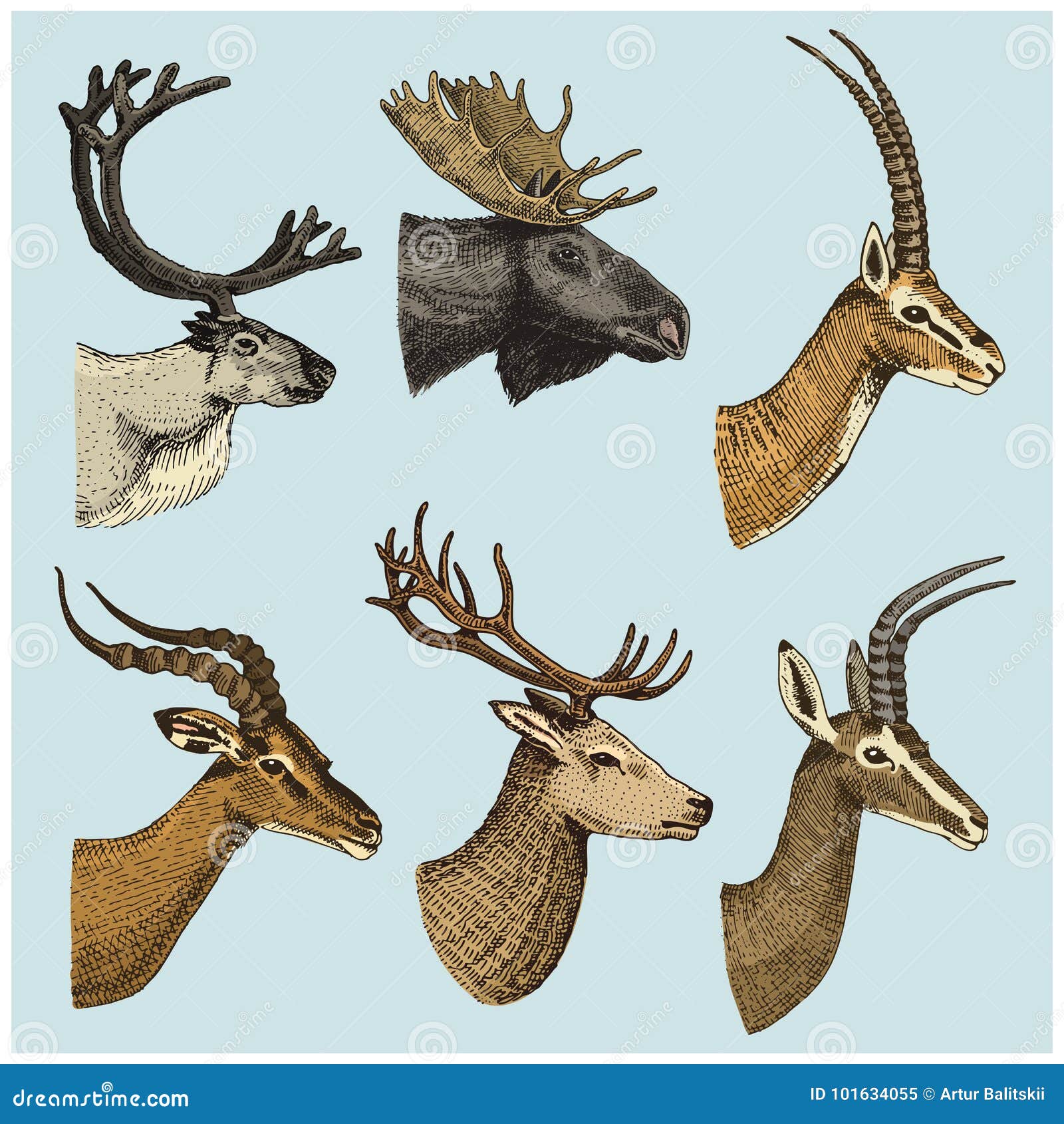 Set of Horn, Antlers Animals Moose or Elk with Impala, Gazelle and Greater  Kudu, Fallow Deer Reindeer and Stag, Doe or Stock Vector - Illustration of  background, moose: 101634055