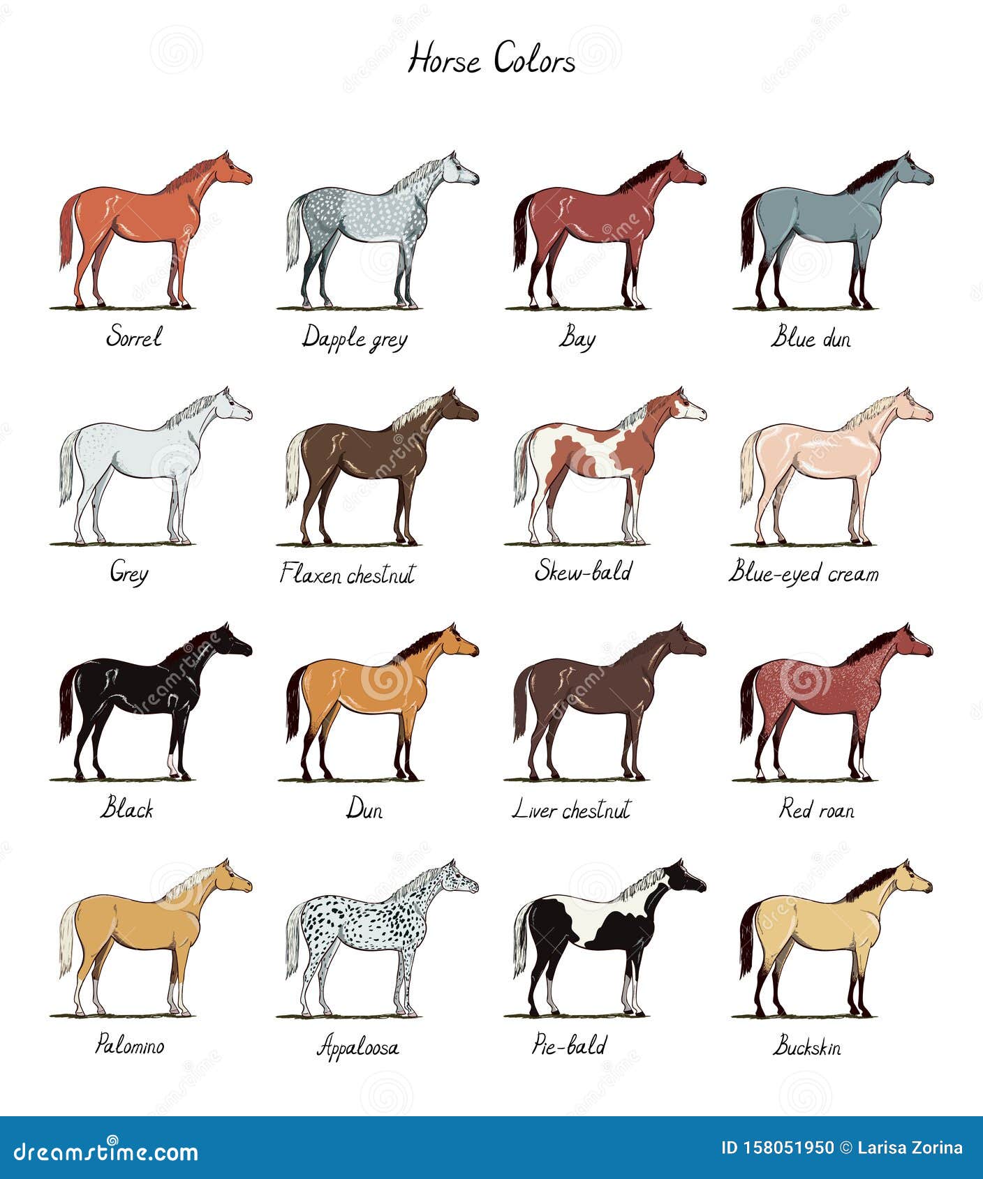 Set of Horse Color Chart Breeds. Equine Coat Colors with Text ...