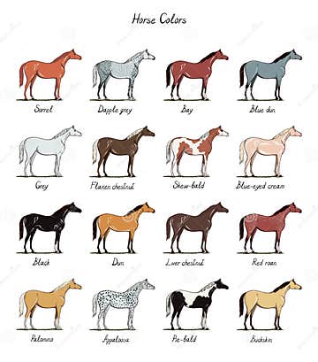 Set of Horse Color Chart Breeds. Equine Coat Colors with Text ...