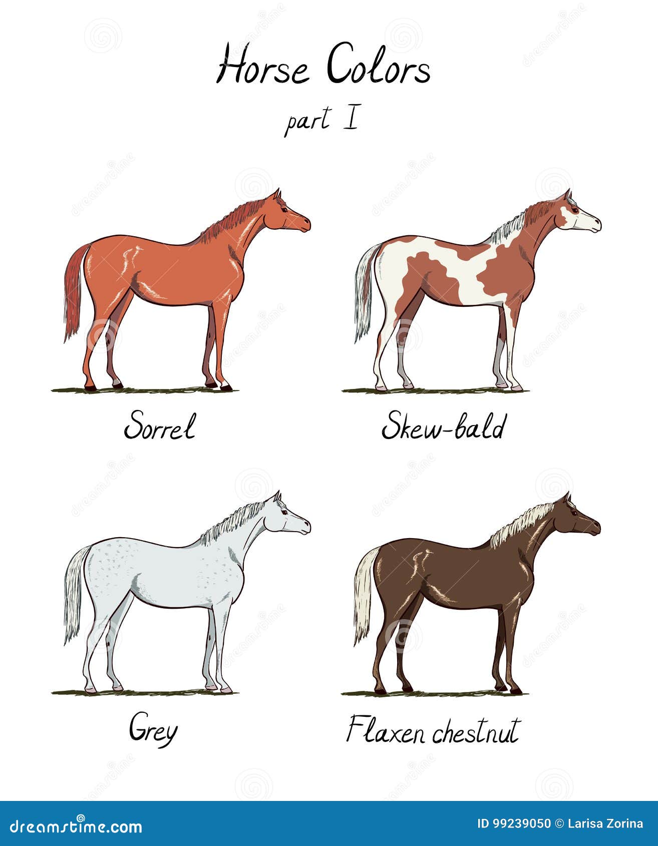 Set of Horse Color Chart on White. Equine Coat Colors with Text. Stock ...