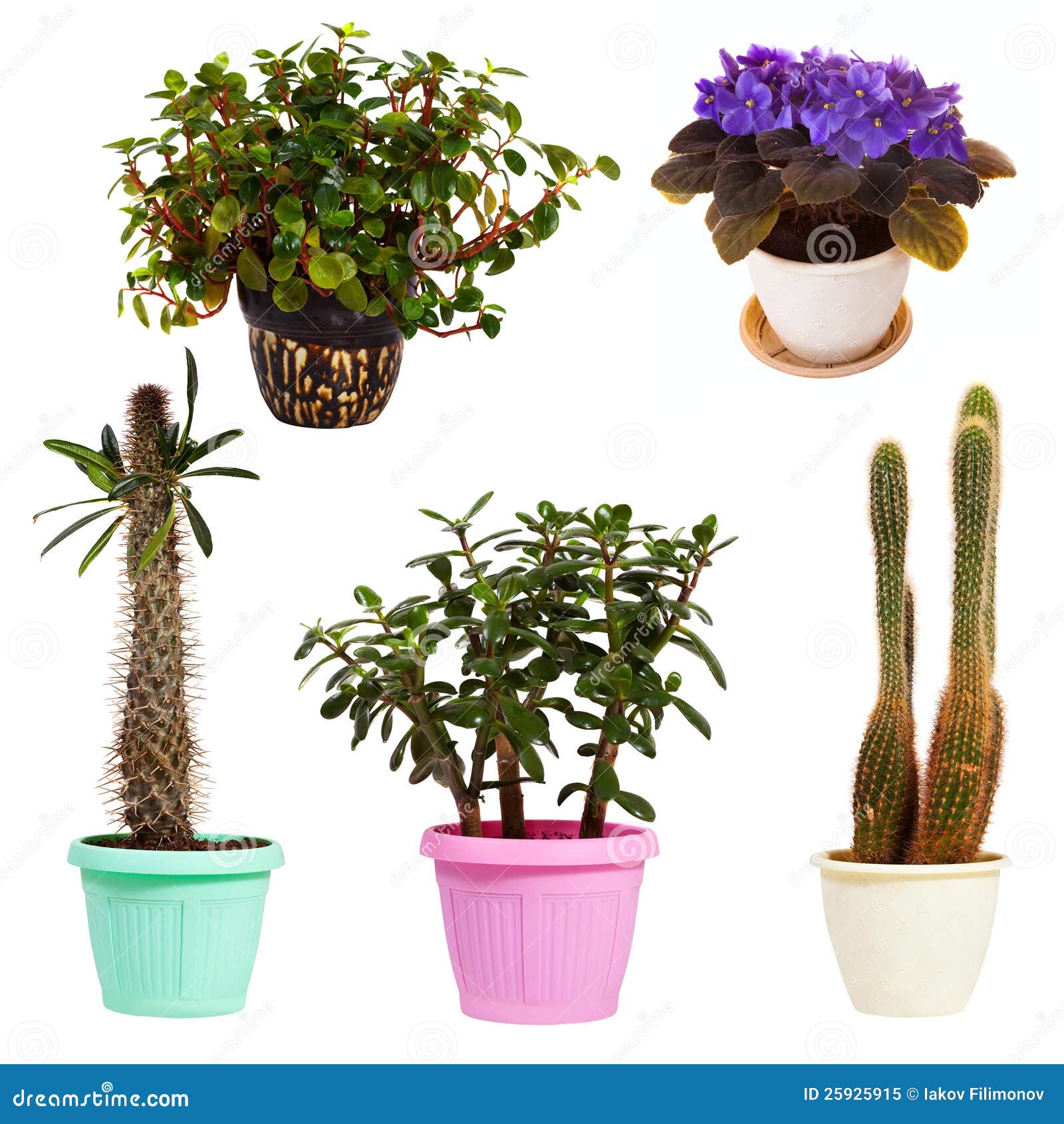 Set Of Houseplant In Pots. Isolated On White Stock Image Image of