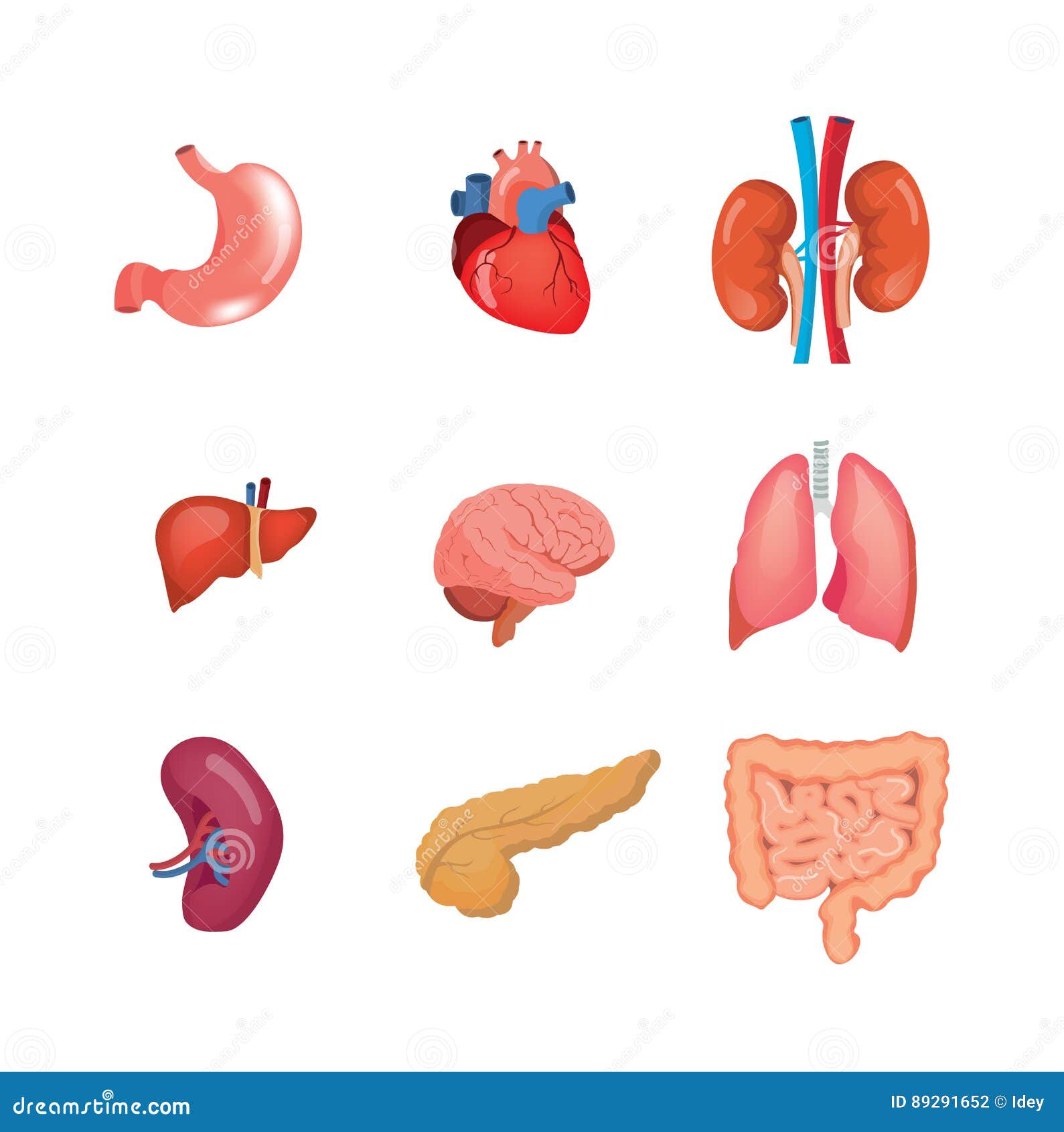 Сердце почка селезенка. Органы человека по отдельности. Внутренние органы для детей. Макет внутренних органов человека. Внутренние органы человека для детей.