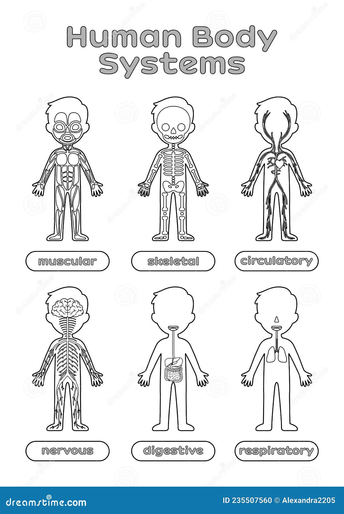 Set of Human Body Systems for Little Children. Worksheet for Anatomy