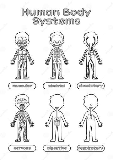 Set of Human Body Systems for Little Children. Worksheet for Anatomy ...