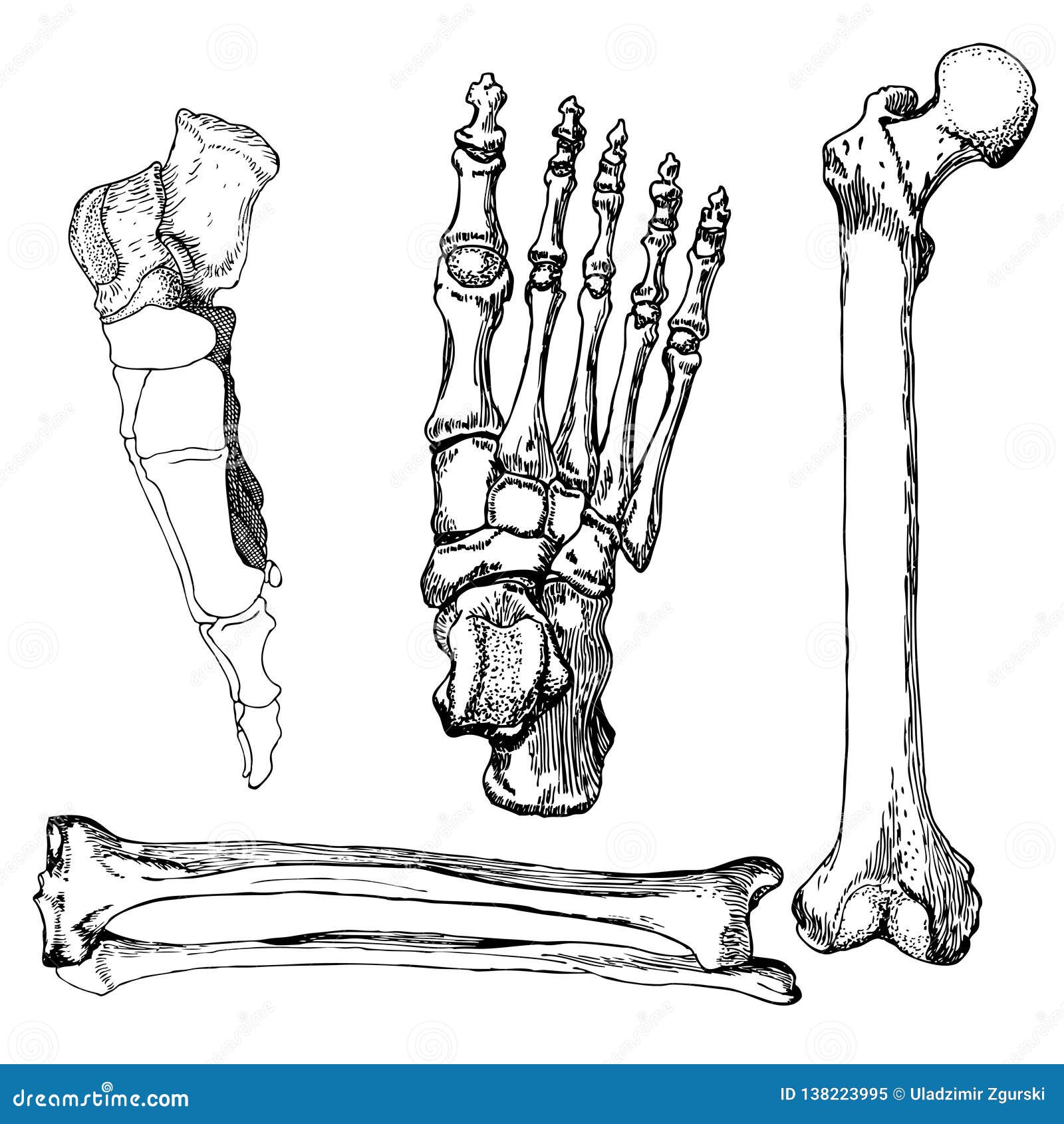 Set Of Human Leg Bones With Foot Stock Vector - Illustration of clinic, pen...